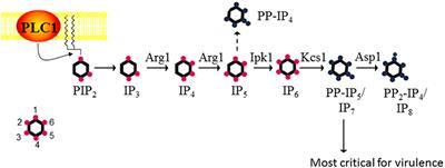 Fungal Kinases With a Sweet Tooth: Pleiotropic Roles of Their Phosphorylated Inositol Sugar Products in the Pathogenicity of Cryptococcus neoformans Present Novel Drug Targeting Opportunities